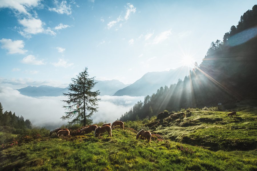 Ist der Tourismus an allem schuld?